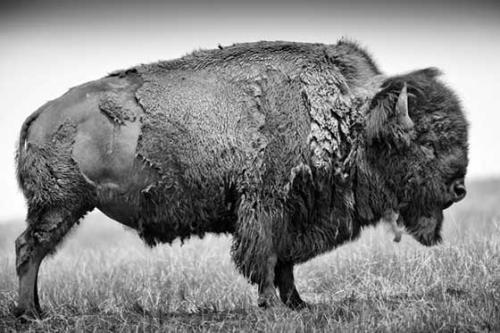 Bison web